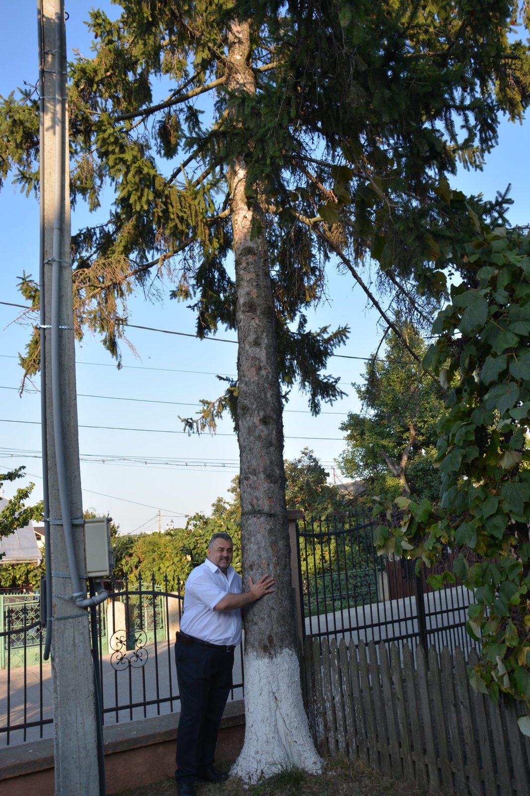 Povestea lui Valinu: Brăduţul copilăriei mele
