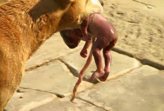 Șocant şi Emoţionant - Animale cu Suflet: un câine maidanez a salvat un copil nou-născut aruncat la gunoi...