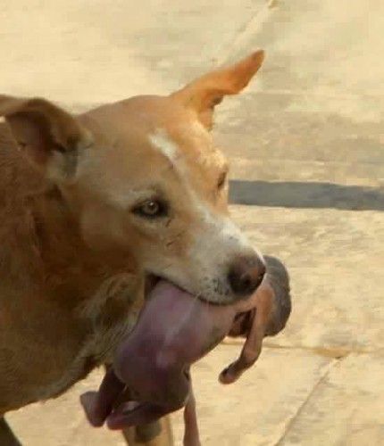 Schockierend und bewegend – Tiere mit Herz: Ein streunender Hund hat ein Neugeborenes gerettet, das in den Müll geworfen worden war…